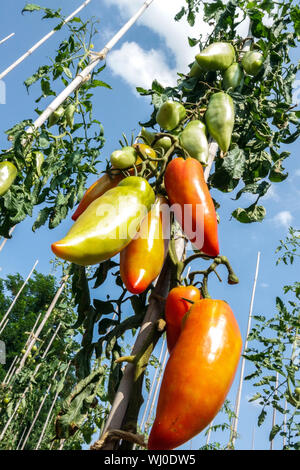 Solanum lycopersicum pomodoro Jersey Devil pomodori maturanti su supporto viticolo Vista dal basso del bastone della pianta di pomodoro Foto Stock