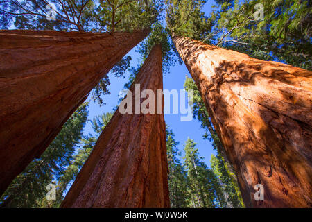 Sequoie in California vista da sotto al Mariposa Grove di Yosemite USA Foto Stock