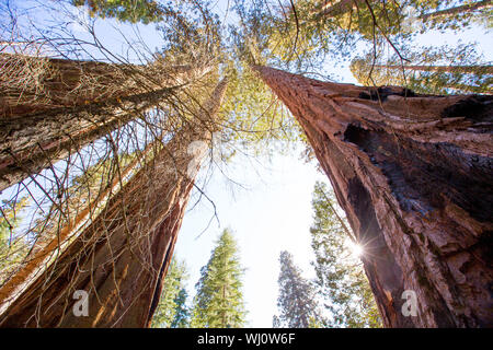 Sequoie in California vista da sotto al Mariposa Grove di Yosemite USA Foto Stock