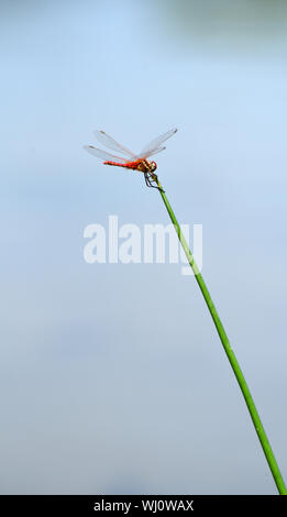Un singolo, arancione dragonfly su un ramo con un cielo blu sullo sfondo. Fotografato in Israele nel mese di agosto Foto Stock