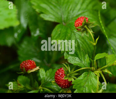 Forest fragola Foto Stock