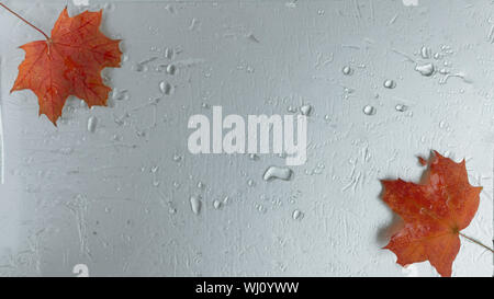 Aceri rossi su fondo di acqua vista dall'alto. Mockup per la progettazione. Copia dello spazio. Foto Stock