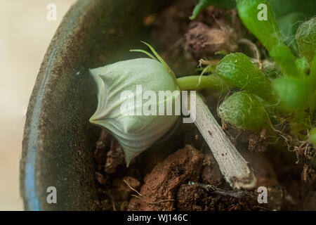 Chiuso il fiore di un Huernia keniensis (Drago keniota fiore) tropicali e piante succulente con 5 ad angolo grigio-verde steli con alcune chiazze rosse, fino a 5 Foto Stock