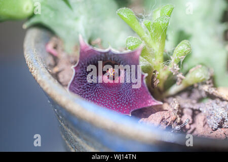 Fioritura Huernia keniensis (Drago keniota Fiore) è un tropicale, piante succulente con 5 ad angolo grigio-verde steli con alcune chiazze rosse, fino a un massimo di 5 inche Foto Stock