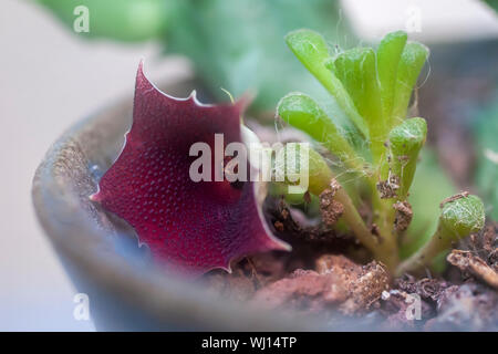 Fioritura Huernia keniensis (Drago keniota Fiore) è un tropicale, piante succulente con 5 ad angolo grigio-verde steli con alcune chiazze rosse, fino a un massimo di 5 inche Foto Stock