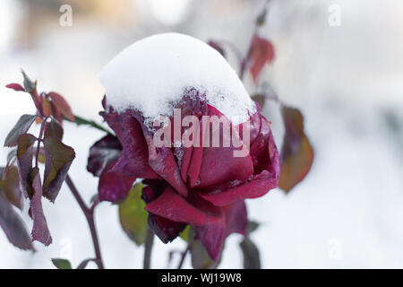 Red Rose congelati in neve. Inverno aiuola. Foto Stock