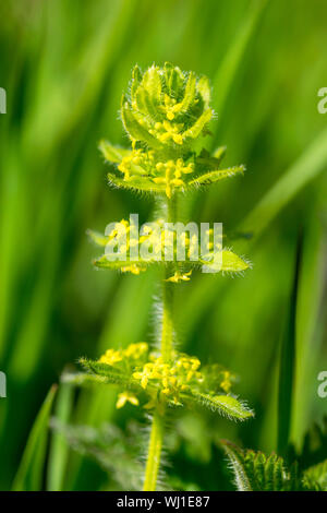 Crosswort Cruciata laevipes classificato come un impianto a base di erbe che crescono in boschi di Cwm North Wales UK Foto Stock