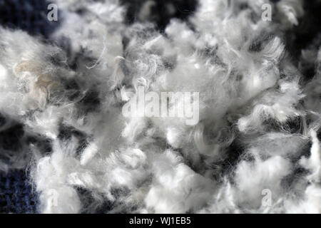 Mazzetto di leccapiedi dei capelli dopo la rifinitura di un bianco cane barboncino. Bella, texture astratta della pelliccia in un primo piano immagine macro. La pelliccia bianca su una superficie di colore blu. Foto Stock