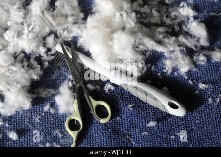 Grappolo di barboncino bianco di capelli e un pettine di pet con le forbici su una superficie blu dopo la rifinitura di un bianco cane barboncino. Vista dettagliata del cane i gatti della vita. Foto Stock