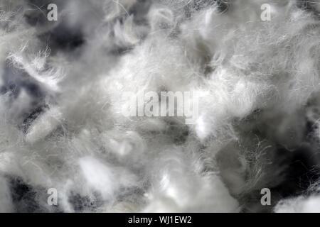 Mazzetto di leccapiedi dei capelli dopo la rifinitura di un bianco cane barboncino. Bella, texture astratta della pelliccia in un primo piano immagine macro. La pelliccia bianca su una superficie di colore blu. Foto Stock