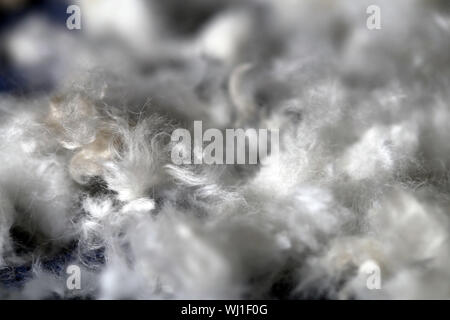 Mazzetto di leccapiedi dei capelli dopo la rifinitura di un bianco cane barboncino. Bella, texture astratta della pelliccia in un primo piano immagine macro. La pelliccia bianca su una superficie di colore blu. Foto Stock