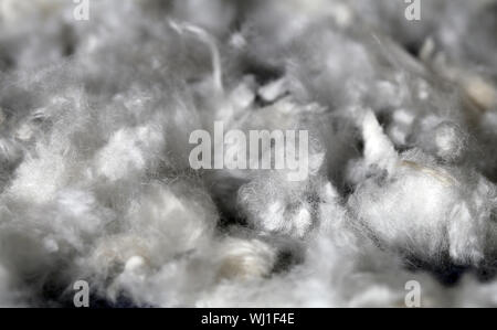 Mazzetto di leccapiedi dei capelli dopo la rifinitura di un bianco cane barboncino. Bella, texture astratta della pelliccia in un primo piano immagine macro. La pelliccia bianca su una superficie di colore blu. Foto Stock