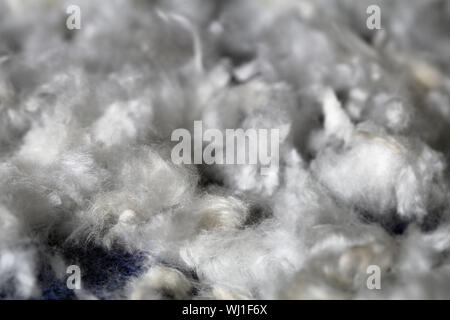 Mazzetto di leccapiedi dei capelli dopo la rifinitura di un bianco cane barboncino. Bella, texture astratta della pelliccia in un primo piano immagine macro. La pelliccia bianca su una superficie di colore blu. Foto Stock