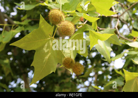 Albero di castagno con pungenti castagne verde fotografato a Zurigo, Svizzera durante una soleggiata giornata estiva. Pungenti verde a forma di palla frutti. Foto Stock