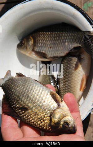 Carassio posa sulla palma umana. Carassio catturati sulla canna da pesca. Pesca fortunata. Carassio catturati durante la pesca Foto Stock