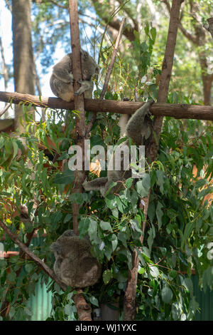 Riserva Naturale di Currumbin a Gold Coast, Queensland, Australia Foto Stock