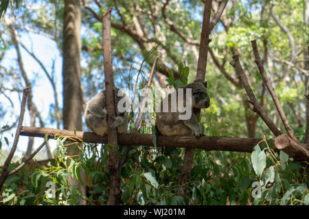 Riserva Naturale di Currumbin a Gold Coast, Queensland, Australia Foto Stock