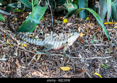 Riverfront Metropolis, Subtropical Urban Oasis, Brisbane, Australia Foto Stock