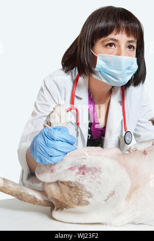 Veterinario femmina esaminando cane su sfondo grigio Foto Stock