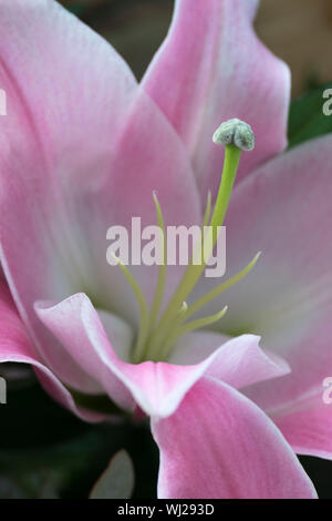 Soft focus close up di una rosa e giglio bianco Foto Stock