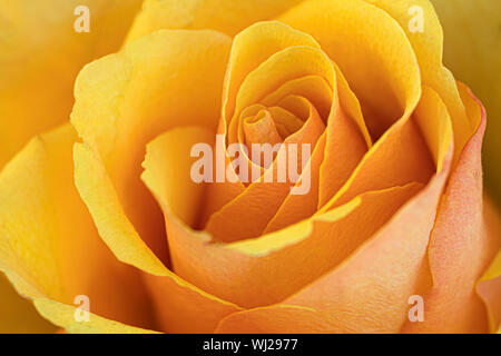 Close up di un luminoso giallo e arancione rosa Foto Stock