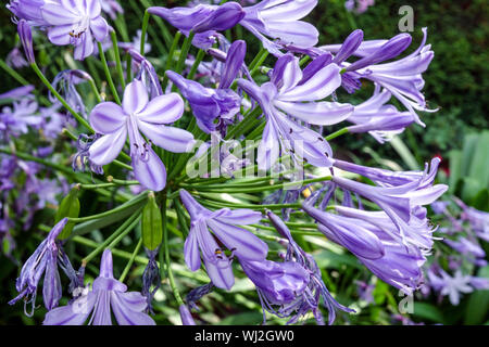 Il giglio del Nilo, Agapanthus 'Maleny Blue', African giglio azzurro in prossimità dei fiori Foto Stock