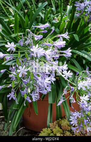 Il giglio del Nilo, Agapanthus 'Maleny Blue', African giglio azzurro in pot Foto Stock