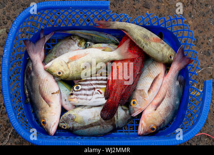 Cestello assortiti di pesce, Pesce, mercato Paotere, Makassar, Sulawesi, Indonesia Foto Stock