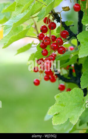 Ribes Foto Stock