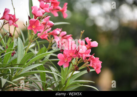 Immagine ravvicinata di Nerium oleander è uno dei più piante velenose per gli esseri umani noti. Messa a fuoco selettiva Foto Stock