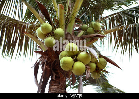 Thai noci di cocco verde sul palm tree Foto Stock