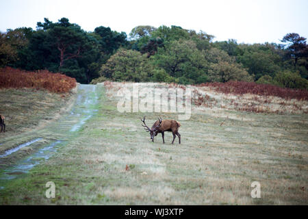 Il cervo e il capriolo rilassante e pascolare nel parco naturale di Glenfield Lodge Park a loughborough regno unito circondato da alberi ed erba Foto Stock