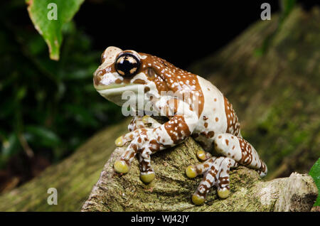 Amazon rana di latte - per adulti (Trachycephalus resinifictrix) Foto Stock