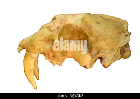 Cranio di tigre dai denti a sciabola che mostra massiccia denti canini, dall'ultima glaciazione. Isolato su uno sfondo bianco Foto Stock