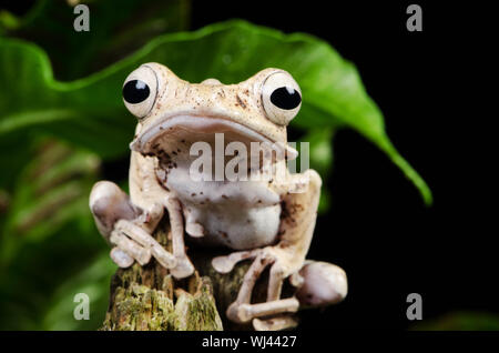 Borneo Eared Rana - Adulti (Polypedates otilophus) Foto Stock