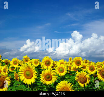 Campo di girasole su nuvoloso cielo blu Foto Stock