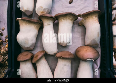 Fresh Pleurotus eryngii funghi Foto Stock