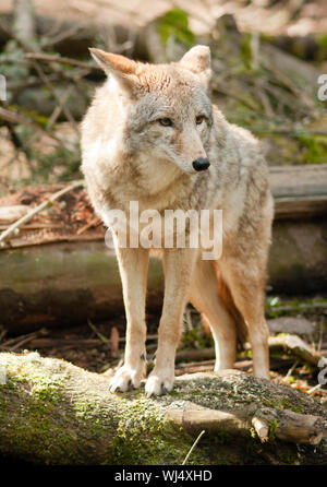 Coyote sorge sul Log guardando in giro per la preda Foto Stock