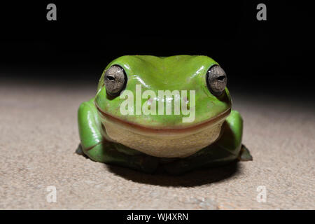Close up ritratto carino, sorridente, minuscolo ranocchio verde Foto Stock