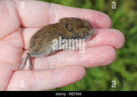 Giovani morti campo Vole a.k.a. Corto-tailed vole Microtus agrestis Foto Stock