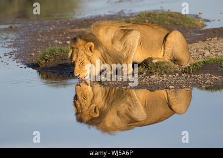 Leone africano (Panthera leo) maschio bevendo al fiume Ndutu, Ngorongoro Conservation Area, southern Serengeti, Tanzania. Foto Stock