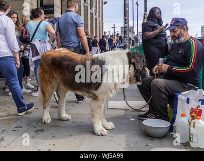 Gran San Bernardo razza di cane per le strade di Londra, con un uomo che figurano per essere eventualmente senzatetto o che vivono nelle strade e nel Regno Unito. Foto Stock