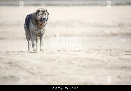 Medio Asian sheepdog passeggiate all'aperto. Luce naturale e colori Foto Stock