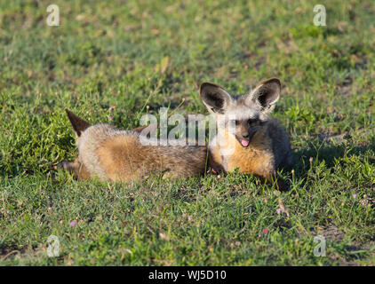 Bat-eared Fox ( (Otocyon megalotis) Ndutu, Ngorongoro Conservation Area, southern Serengeti, Tanzania. Foto Stock