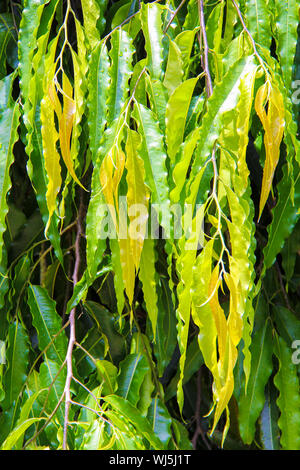 Albero con foglie lunghe su un tropicale isola esotica Foto Stock
