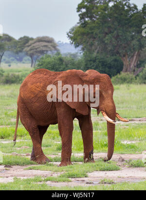 Elefante africano (Loxodonta africana) coperto di fango rosso, la copertura di fango può aiutare a proteggere l'elefante la pelle dal sole così come sbarazzarsi Foto Stock