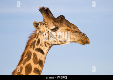 Masai giraffe (Giraffa camelopardalis tippelskirchii) testa dettaglio, Ndutu, Ngorongoro Conservation Area, southern Serengeti, Tanzania. Foto Stock