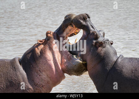 Ippopotamo (Hippopotamus amphibius) combattimenti, Serengeti National Park, Tanzania. Foto Stock