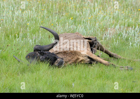 Scheletro e la pelle di un nero gnu in the Golden Gate Highlands National Park, Sud Africa Foto Stock