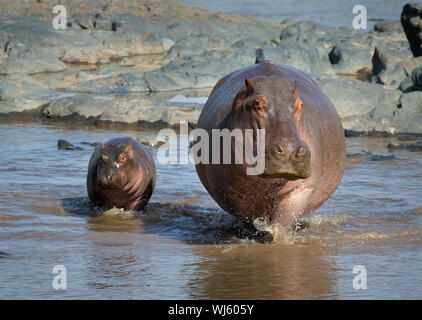 Ippopotamo (Hippopotamus amphibius) la madre e il giovane, Serengeti National Park, Tanzania. Foto Stock